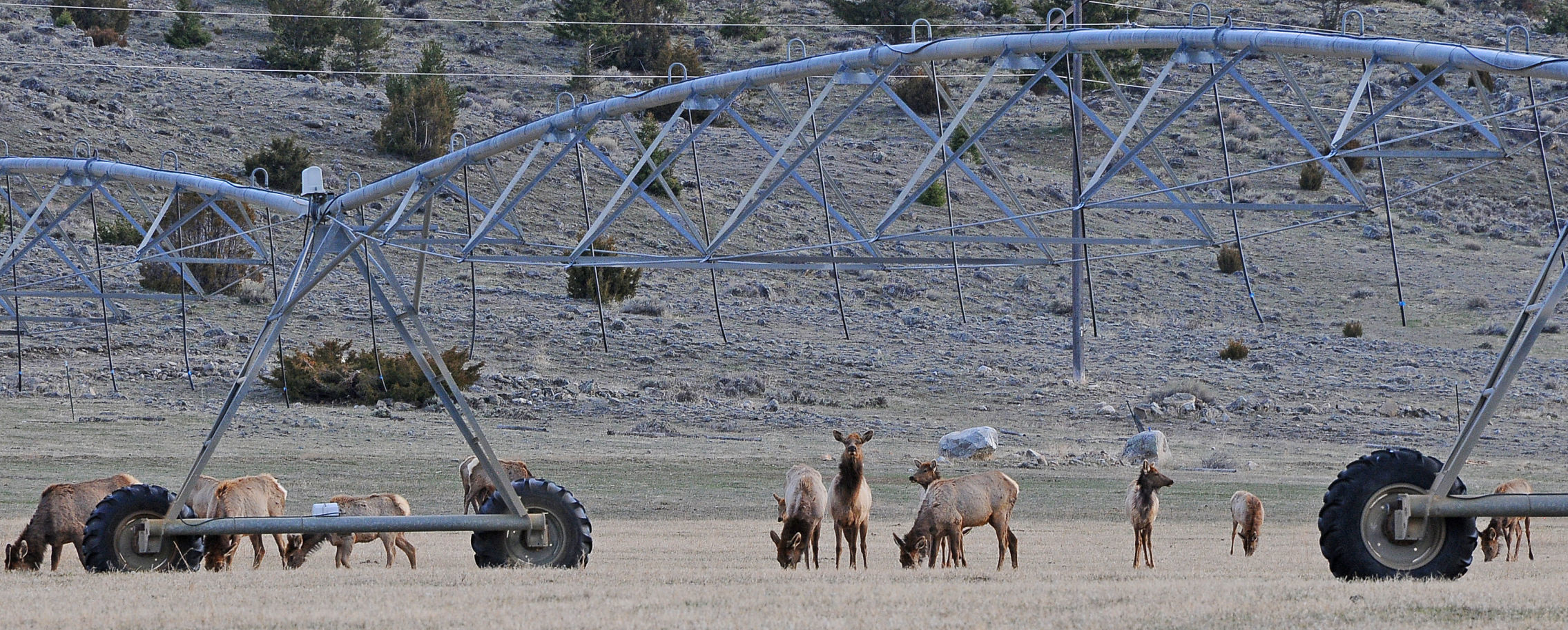 Elk
